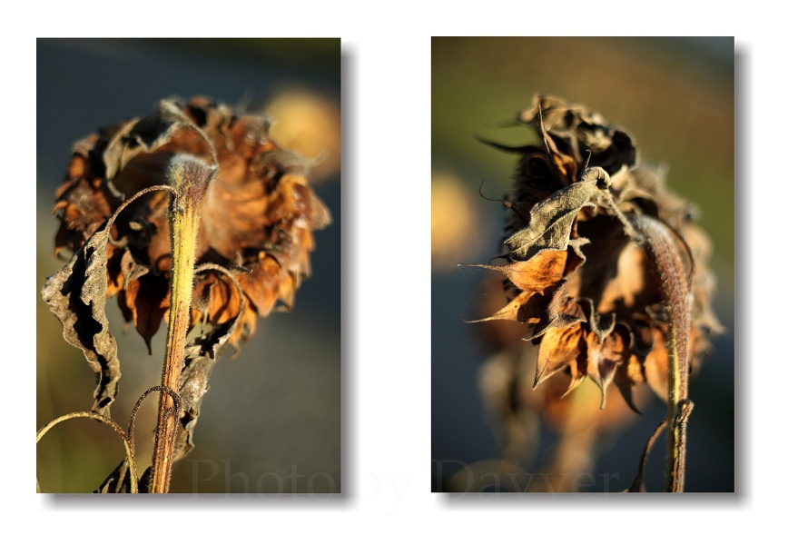 sun-flower